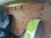 2006 Single International 4300 Service Truck